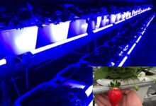 尊龙凯时研发草莓专用转色灯，香水草莓颜色转红比率增添30%!